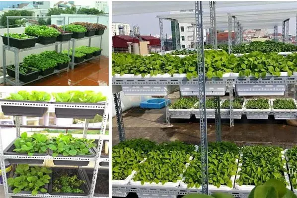 Kệ sắt trồng rau là gì?