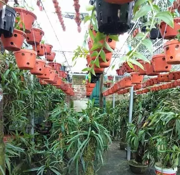 Cách làm giàn lan bằng sắt v lỗ cực kỳ đơn giản
